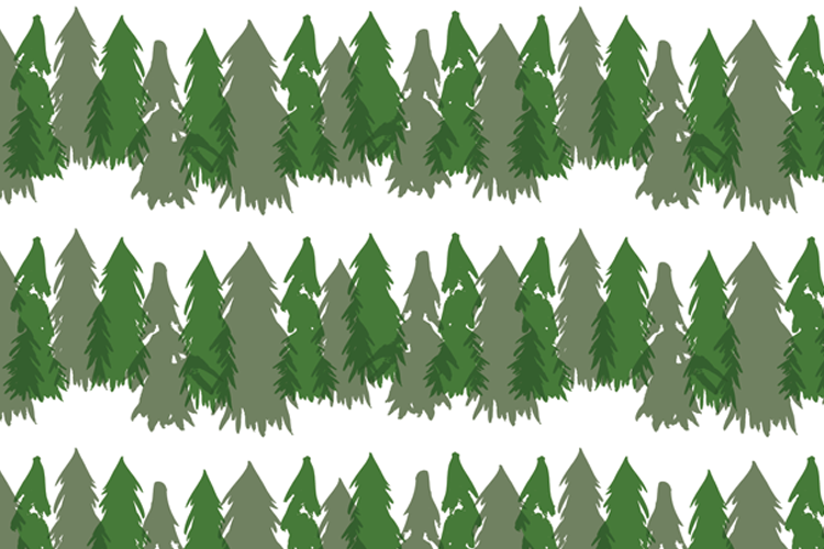 Shaggy Evergreens