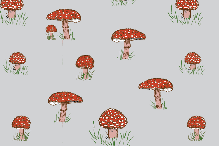 folio-amonita-mushrooms-custom.png
