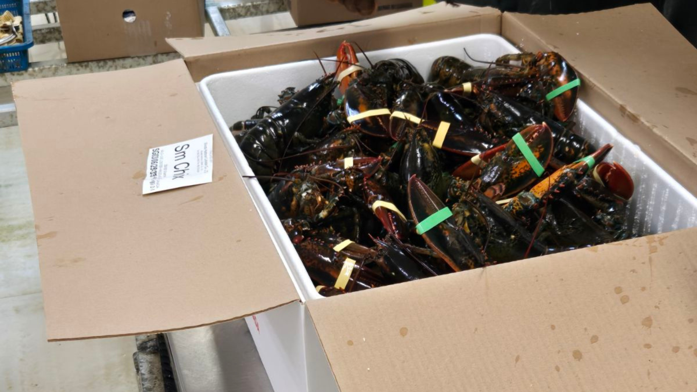 The Lobster Industry Will Not Be Saved by More Bureaucracy 