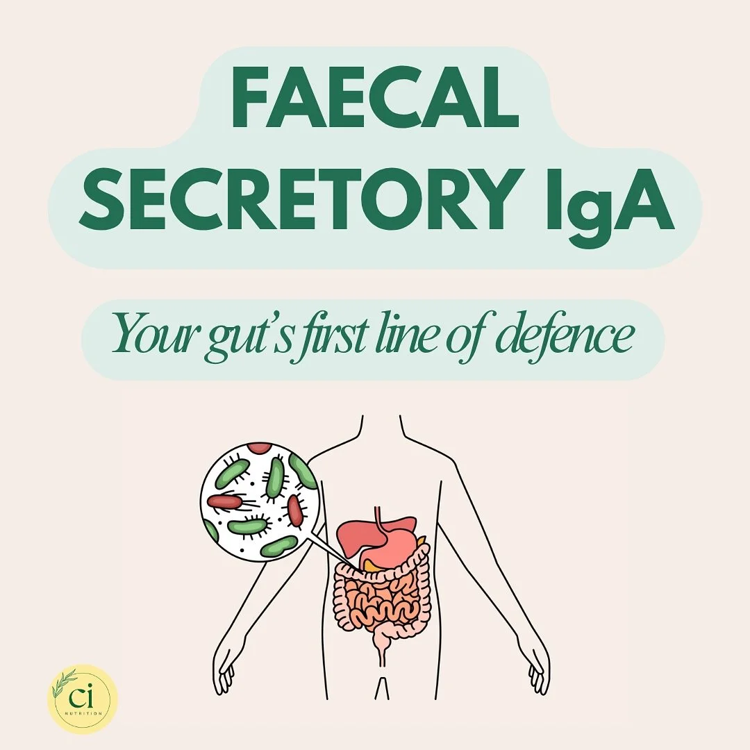 Your Gut’s First Line of Defence: Secretory IgA Explained
What is Secretory IgA?
Secretory IgA (sIgA) is an immune antibody found in the mucus layer of your gut lining.
It’s like a protective shield, trapping harmful bacteria, viruses,