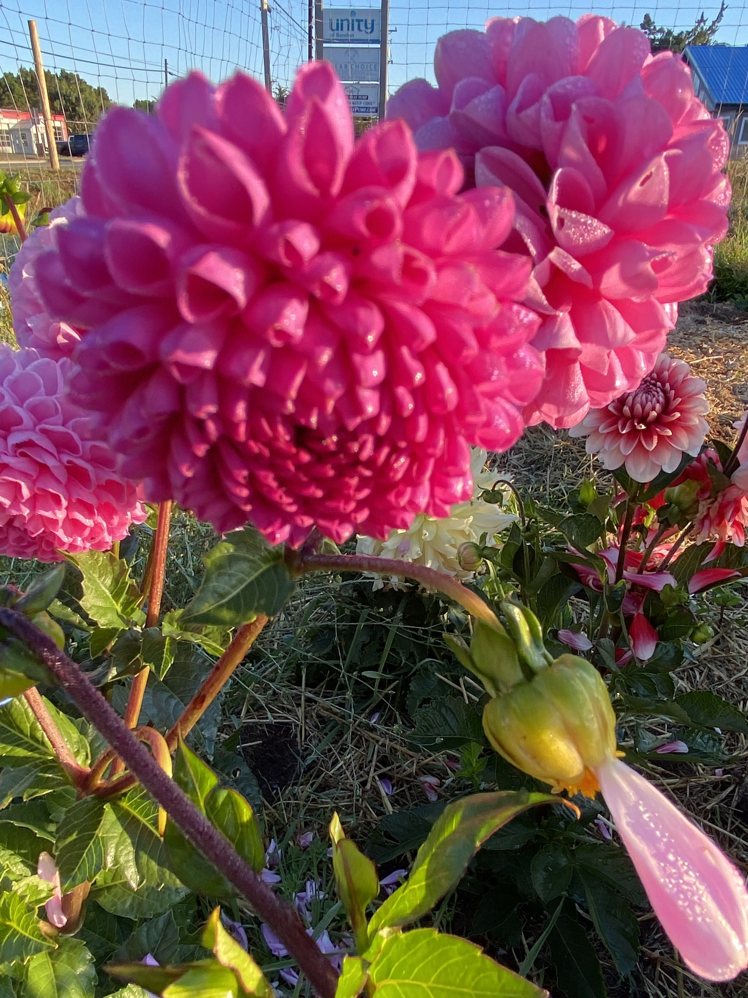IMG_2205.jpeg
