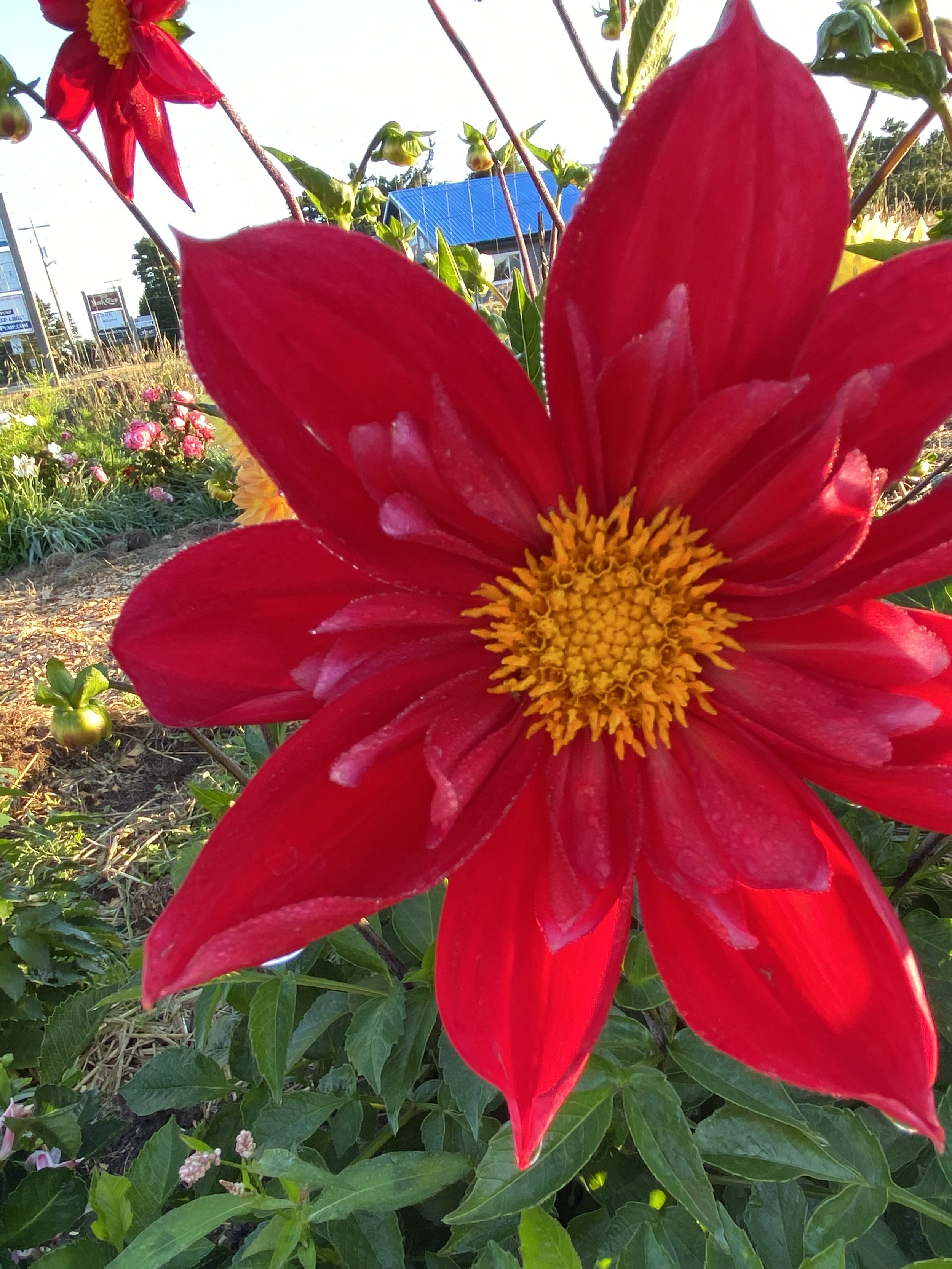 IMG_2207.jpeg