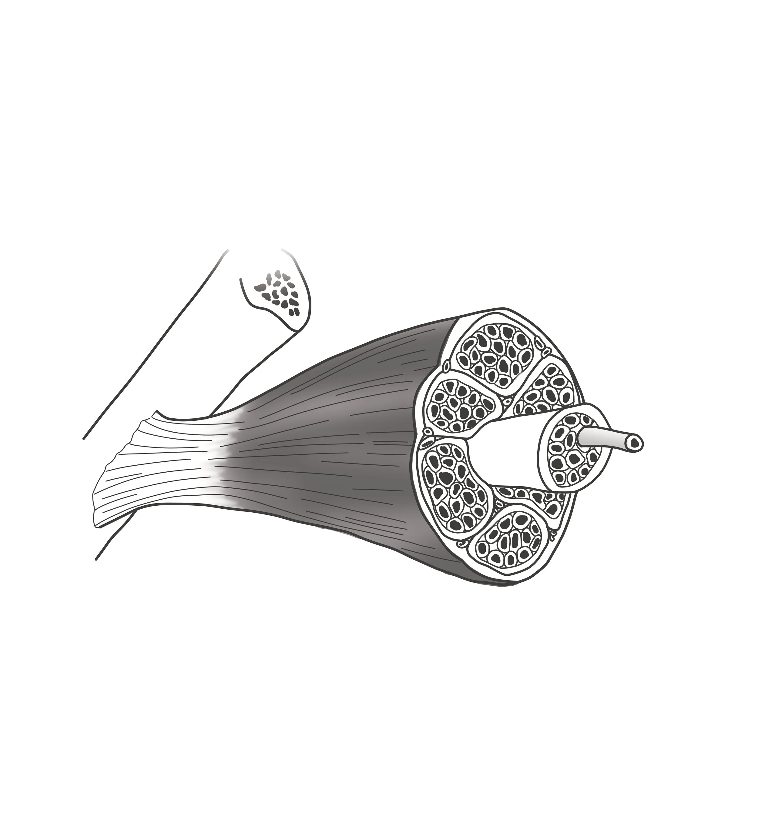 muscle-structure.jpg