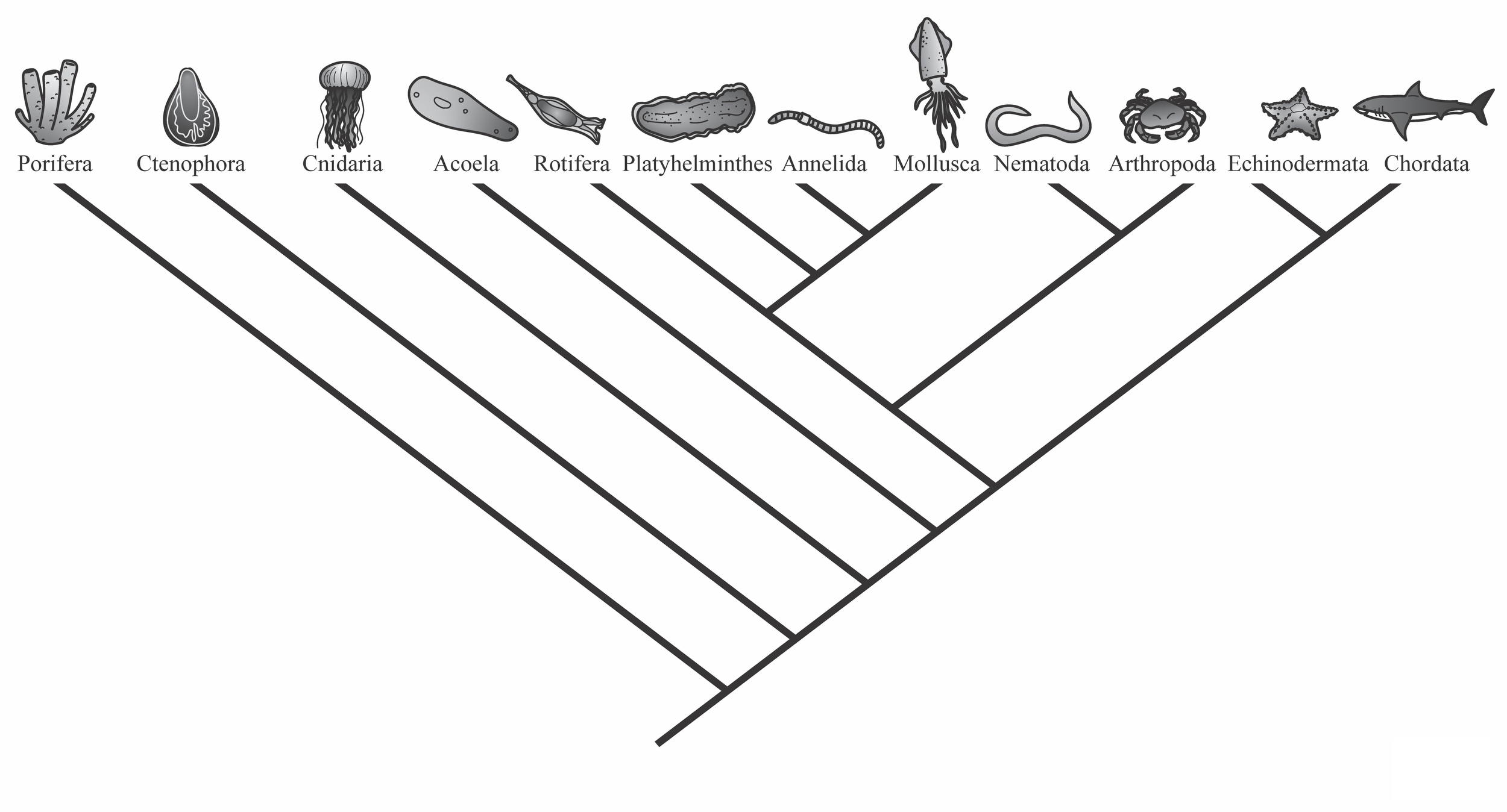 Ch5_Cladogram.png