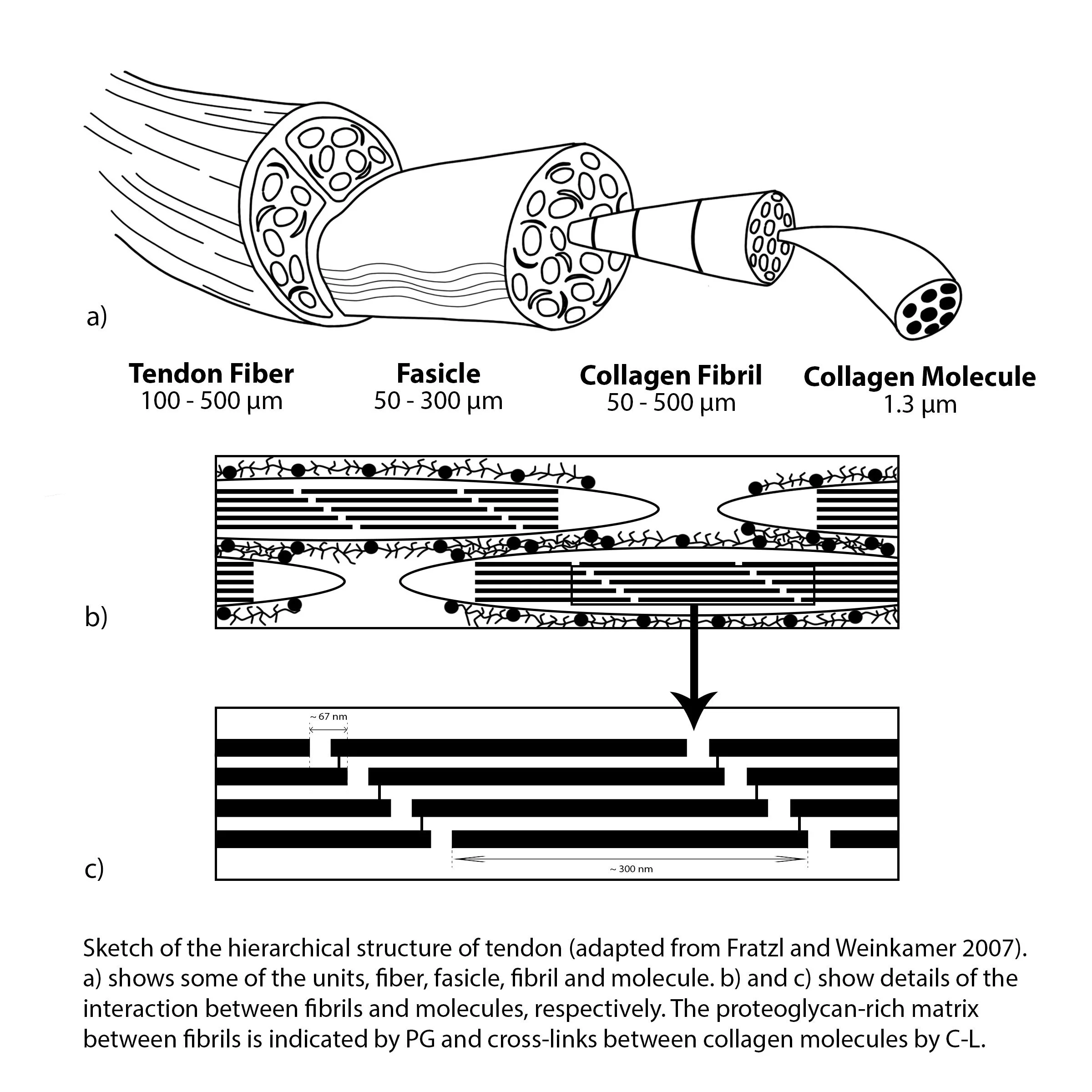 collagen_diagram_final.jpg