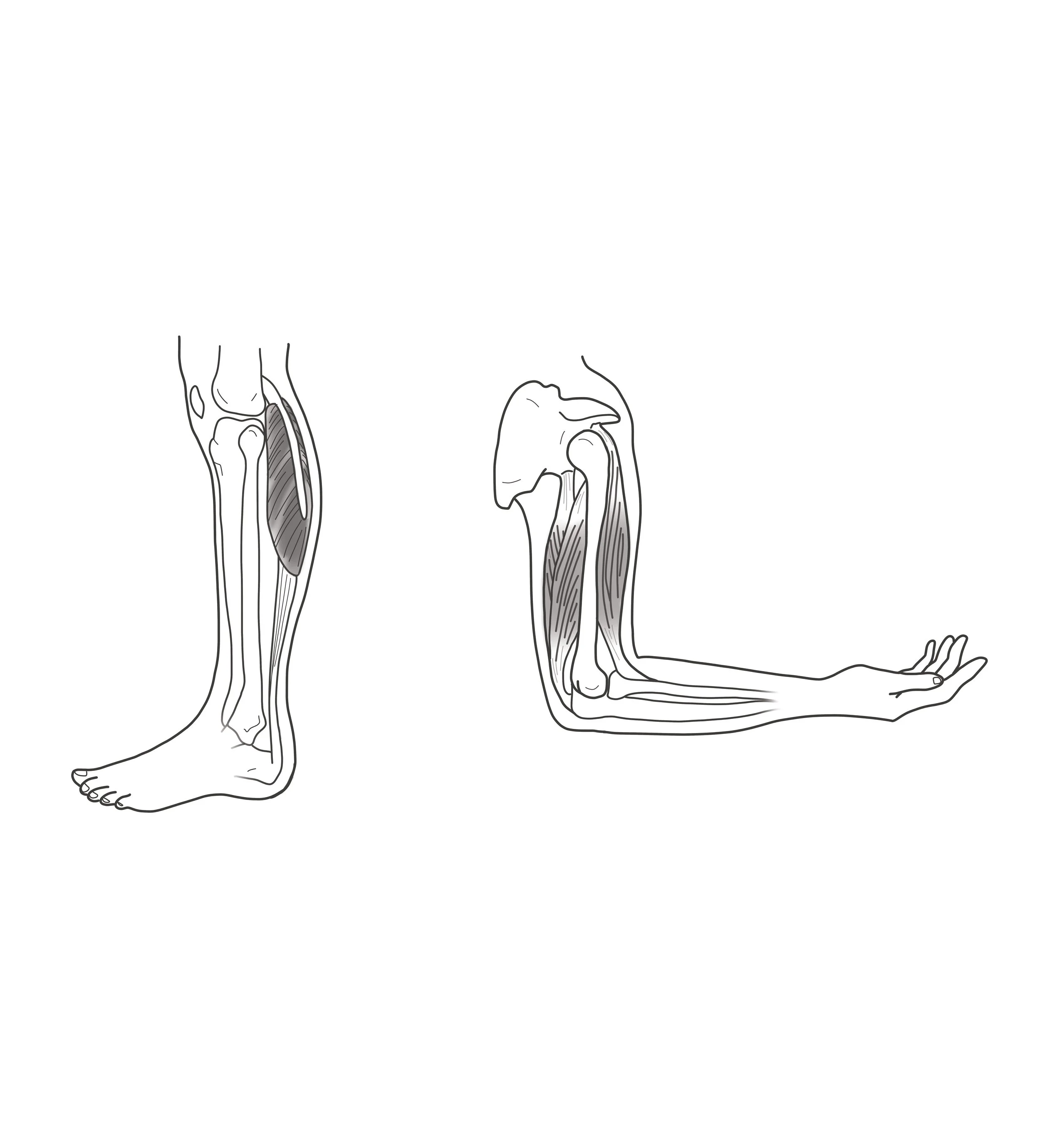 arm-leg-muscle.jpg