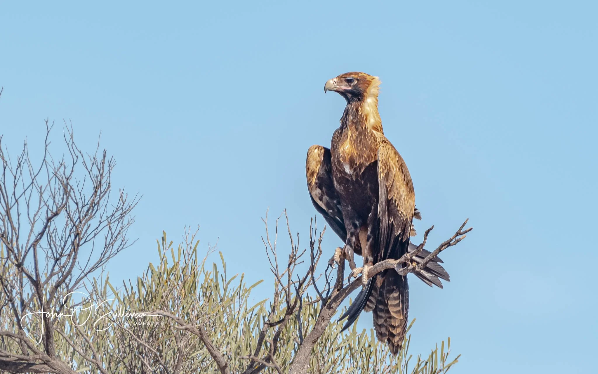 shark bay wildlife-19.jpg