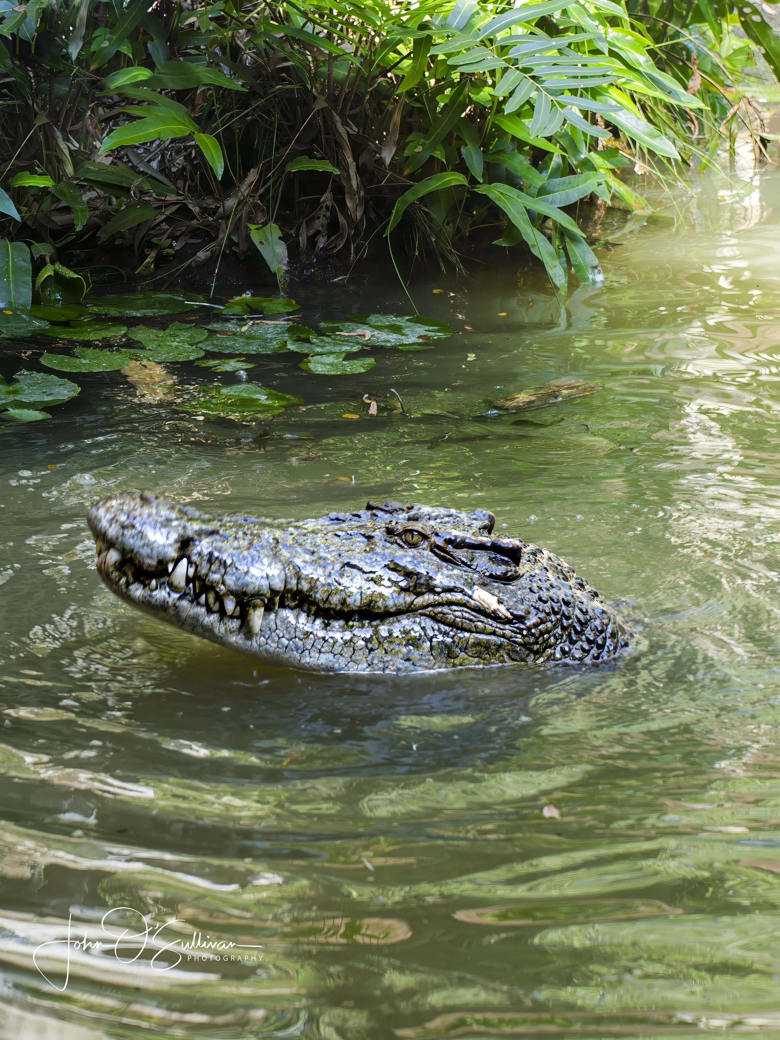 FNQ 2024 CROC 1-8.jpg