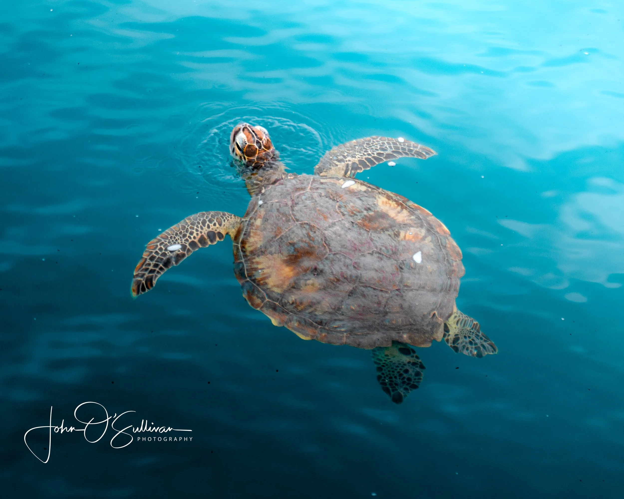 TURTLE-3.jpg