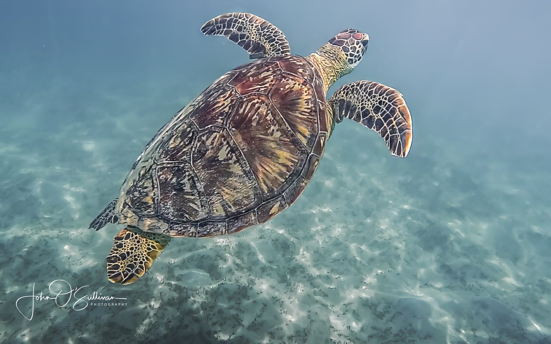 FNQ 2024_snorkeling_Fitzroy Island-6.jpg