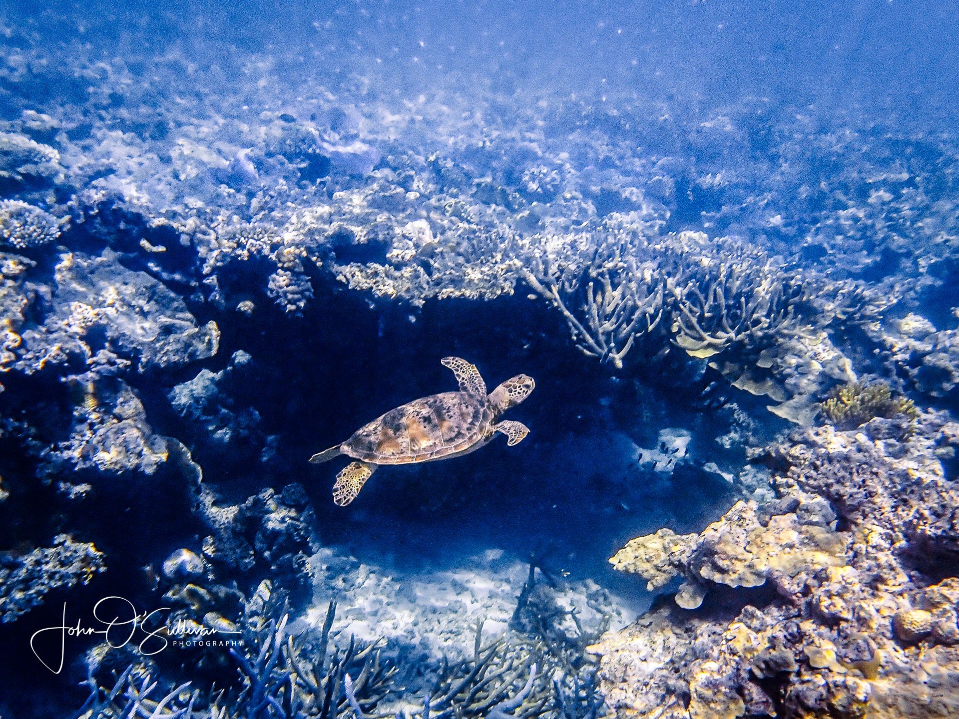 FNQ 2024_snorkeling-31.jpg