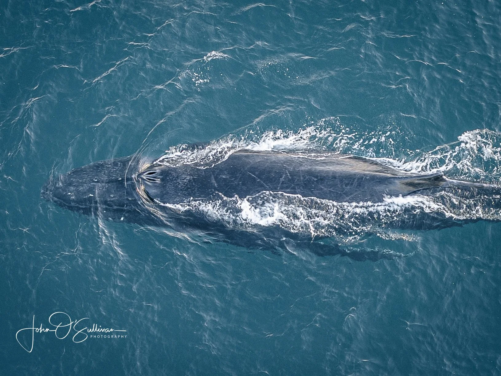 414_ WHALE MIGRATION_ HUMP BACKS