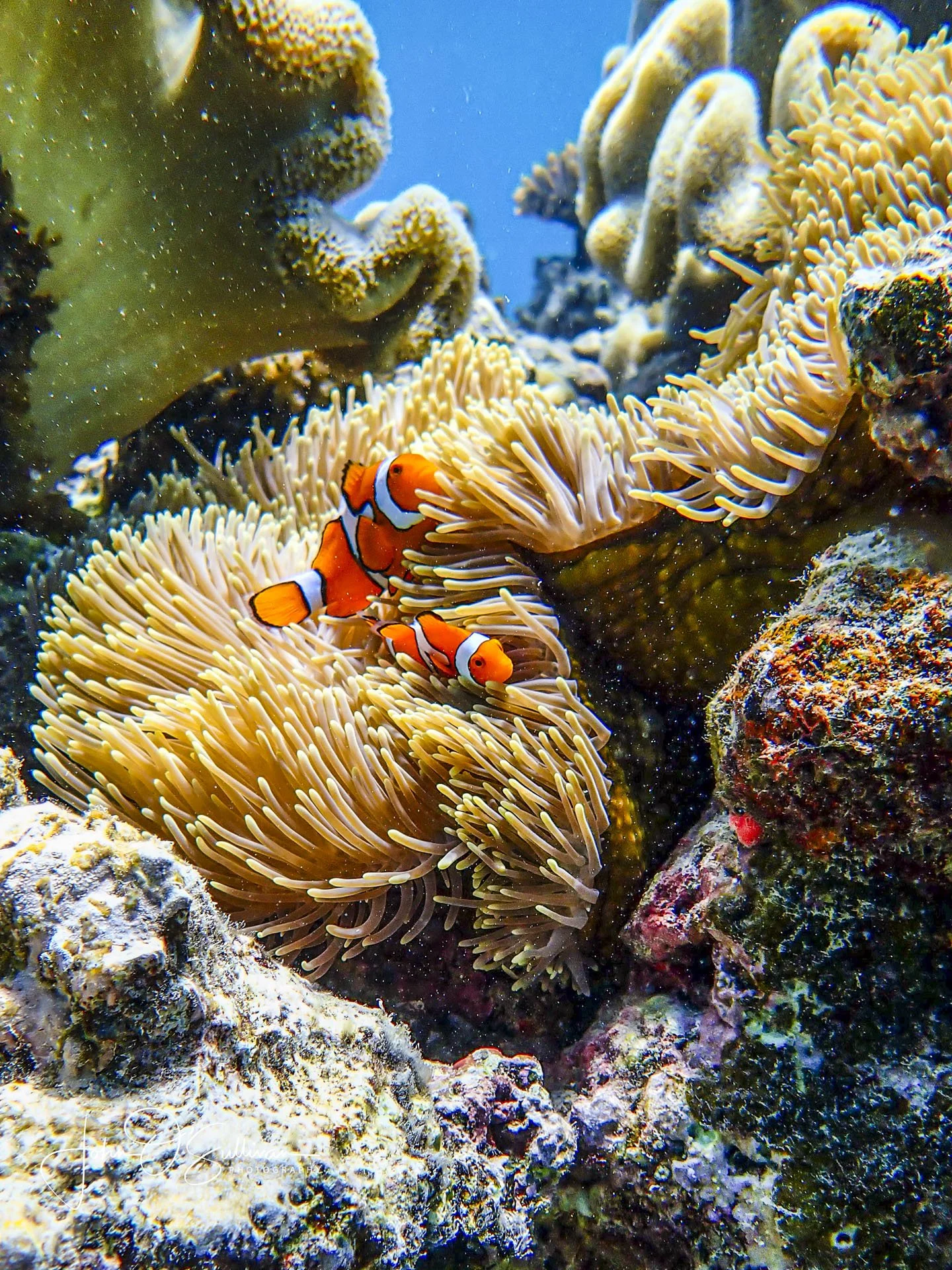 FNQ 2024_snorkeling-28.jpg