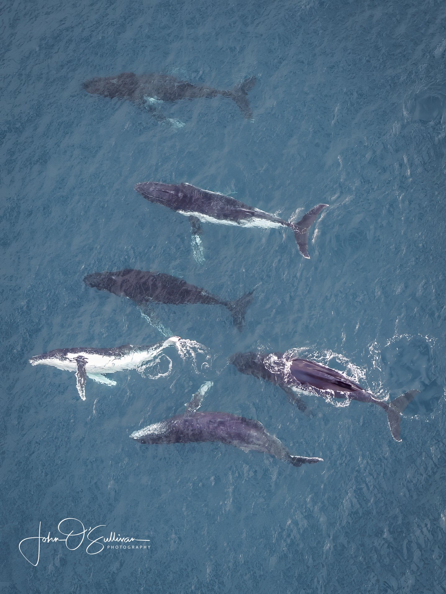 415_ WHALE MIGRATION_ HUMP BACKS