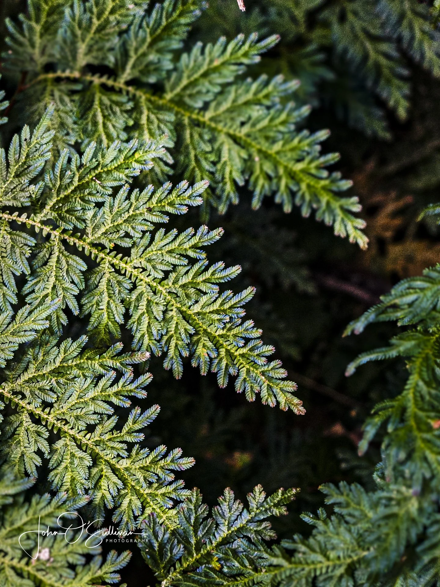 FNQ 2024-96 - Copy.jpg