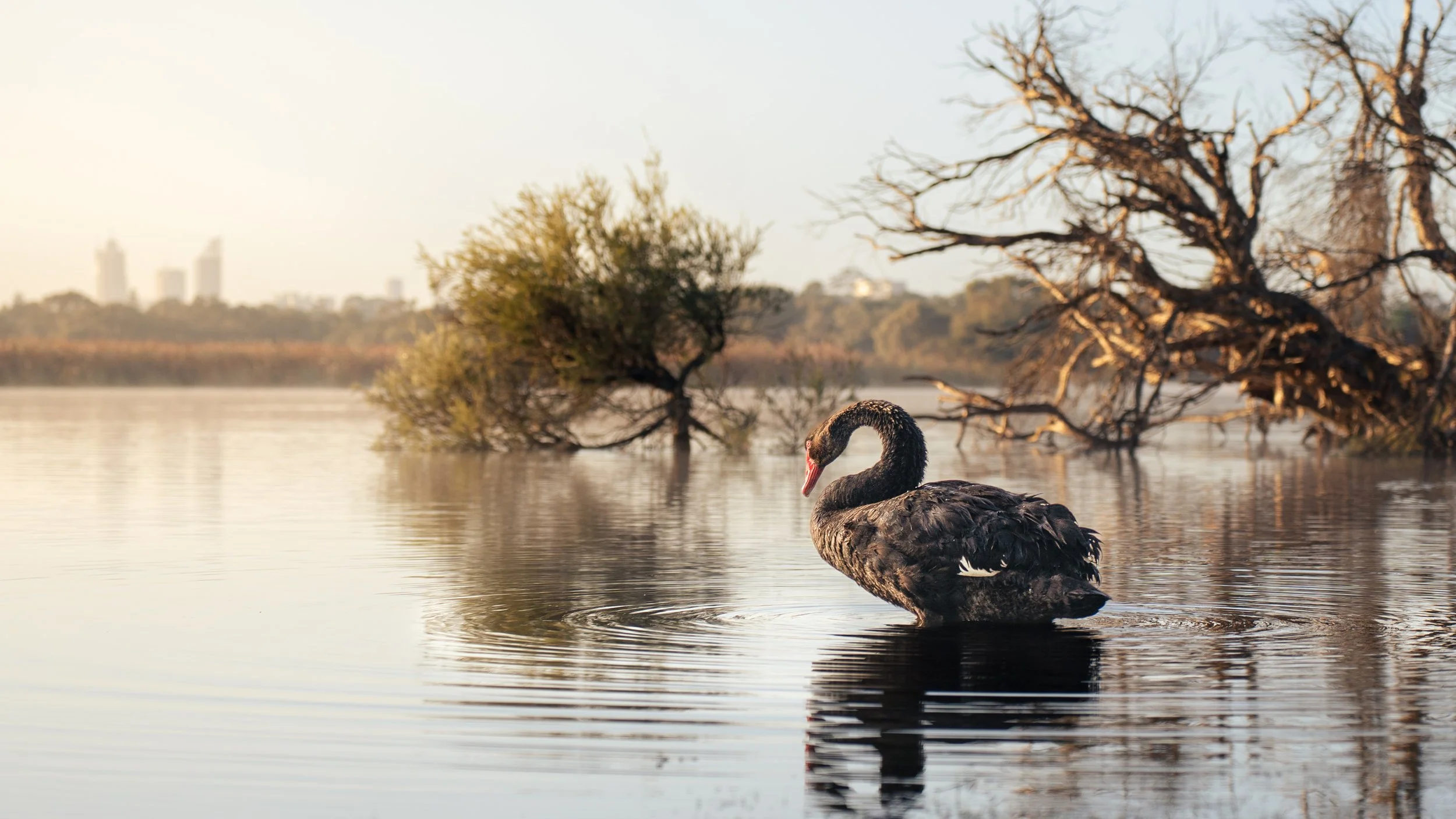 212_ HERDSMAN LAKE_ BLACK SWAN