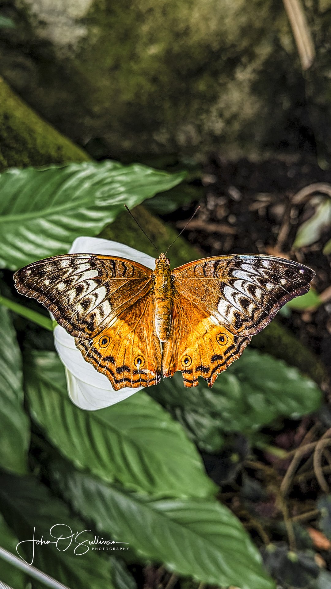 FNQ 2024_insta-2.jpg