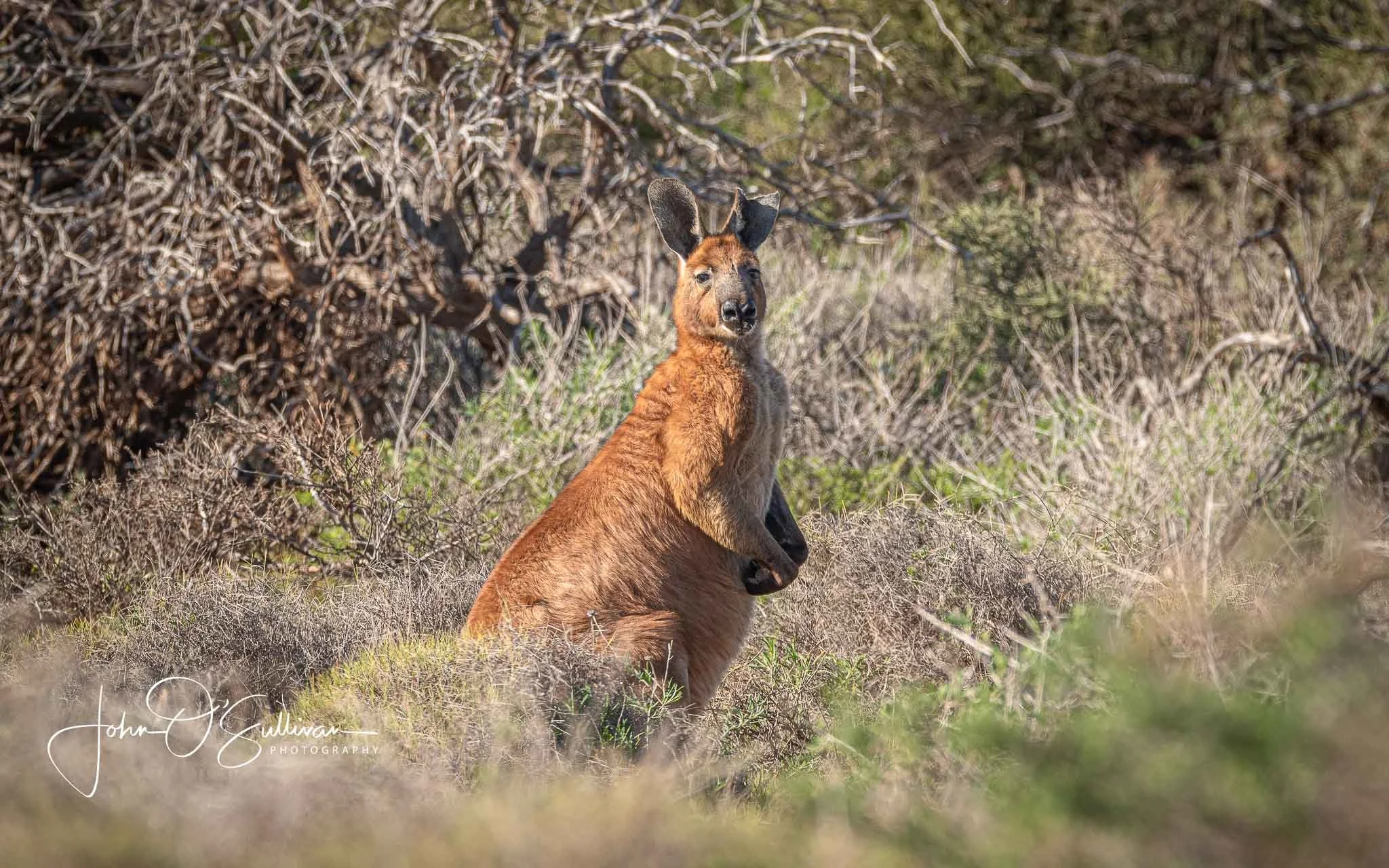 shark bay wildlife-15.jpg