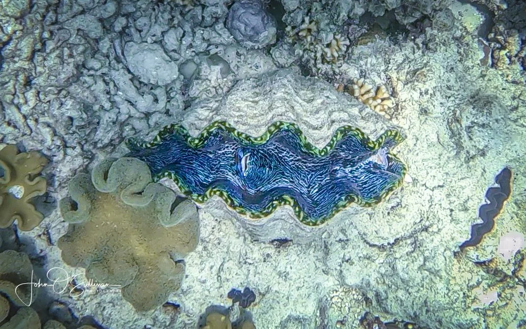 FNQ 2024_snorkeling-2.jpg