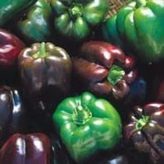 It&rsquo;s National Chocolate Day, but we have peppers on the brain! Did you know there are chocolate peppers from sweet to hot and all kinds of shapes and sizes? Vegetables are so cool.