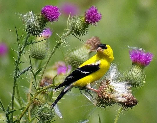 Happy #nationalbirdday !

Birds help pollination by transferring pollen as they feed on nectar, with pollen sticking to their beaks, heads, or feathers and then getting deposited on other flowers. American Goldfinches benefit ecosystems by dispersing