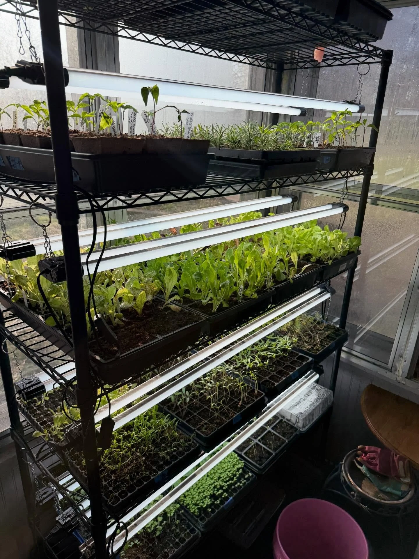 Season of growth is here! Planting seeds is my jam and wow are we excited to share our babies we have been giving all our love to with you! First plant sale is this Saturday with @restorationpeace in Waukee! IFG is bringing lettuce, thyme, broccoli, 