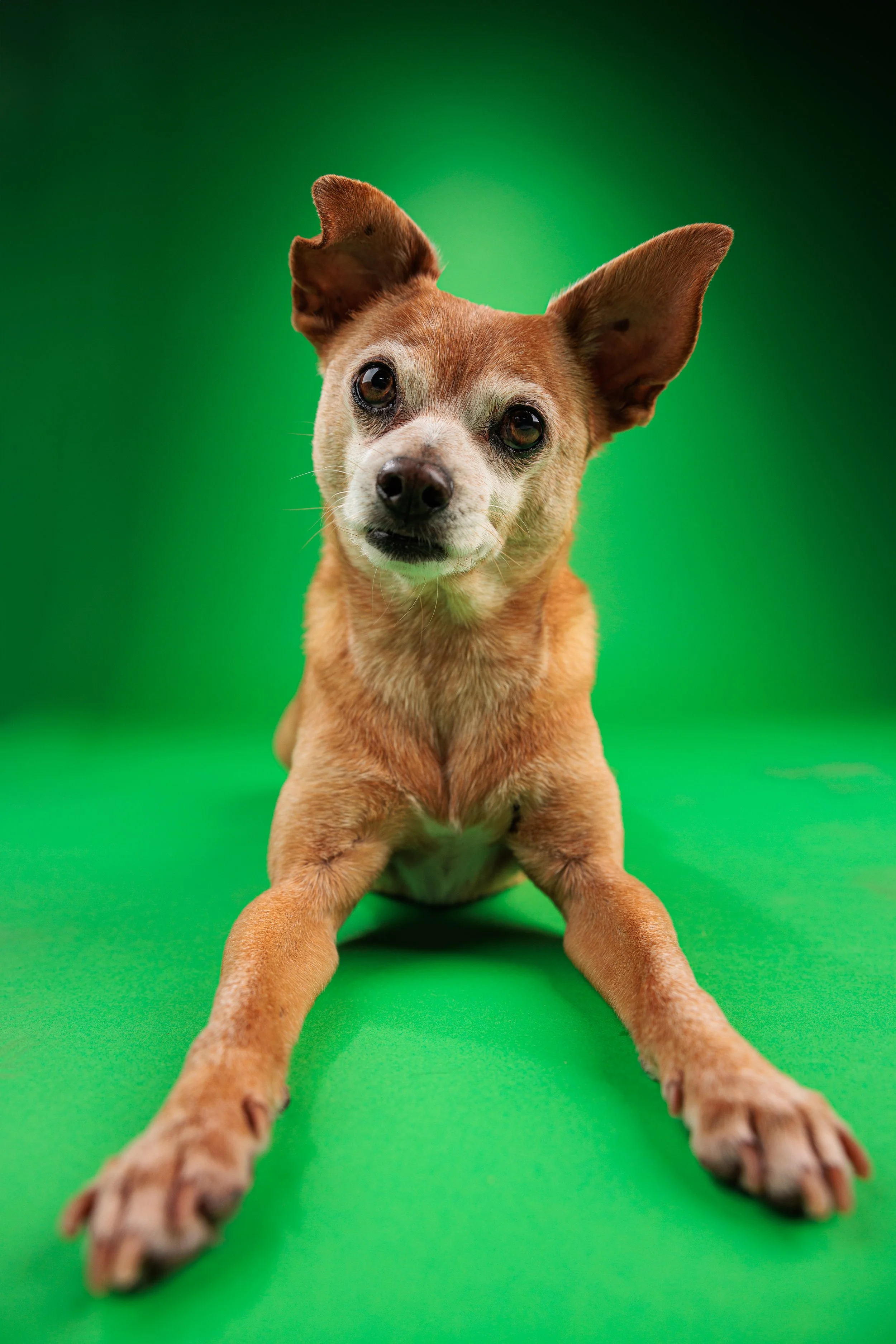 A small brown dog with large ears, lying on a green surface with a matching green background, looking directly at the camera.