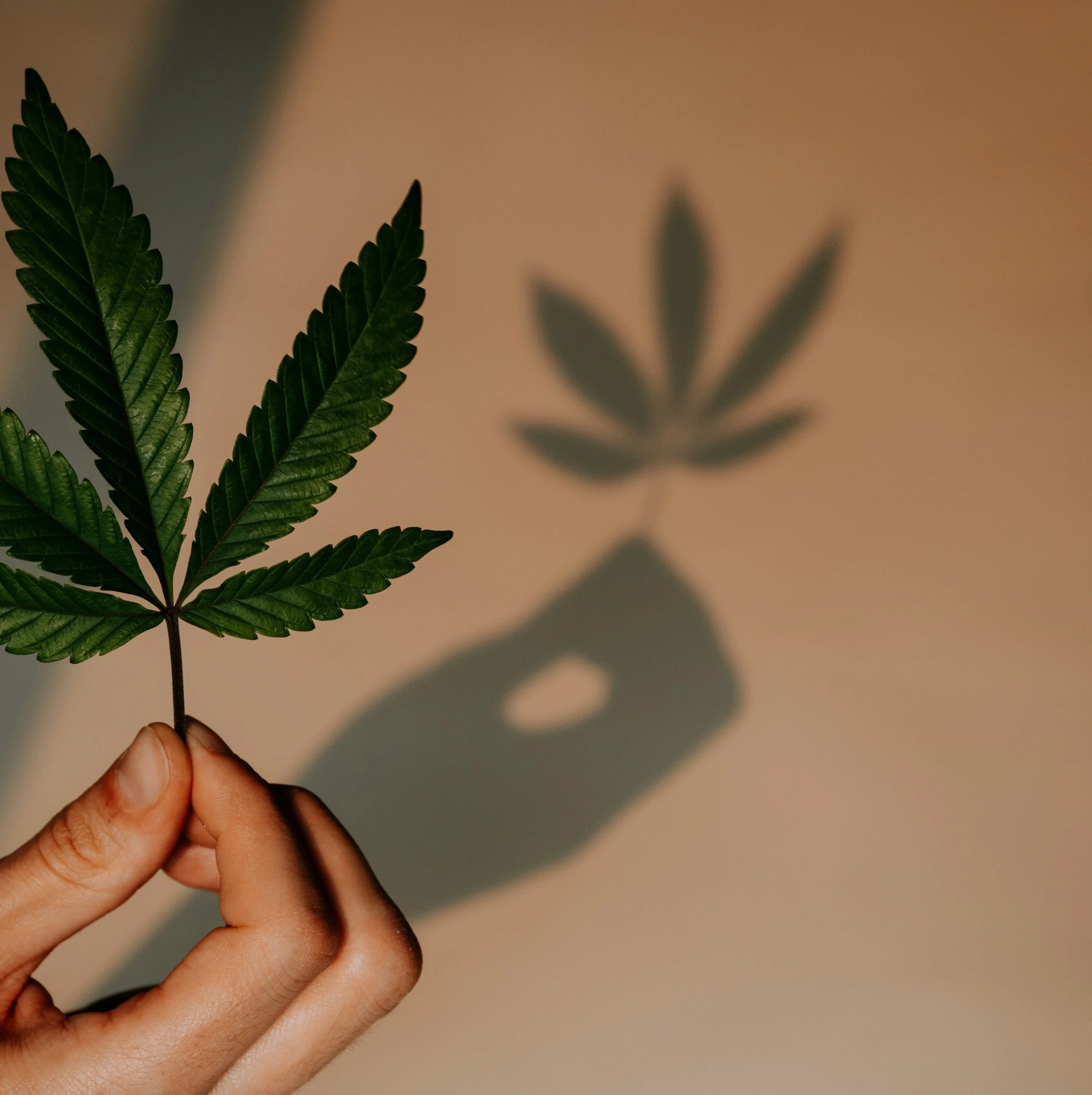 Cannabis-Assisted Breathwork Circle