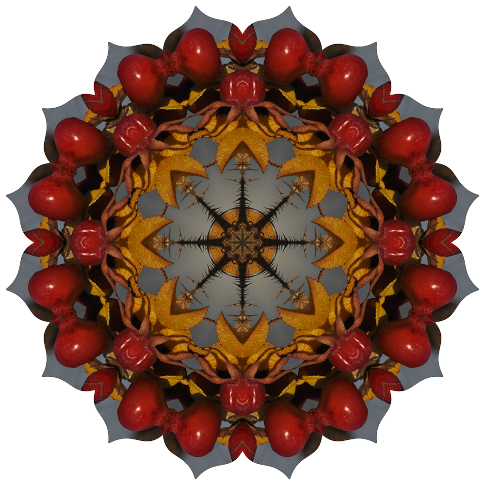 rosehips29-transp-1000x1000-website copy.png