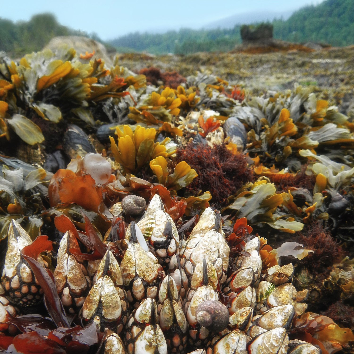 View at Tongue Point - scenic view of barnacles and seaweed with forested background, Salt Creek WA, warm color palette