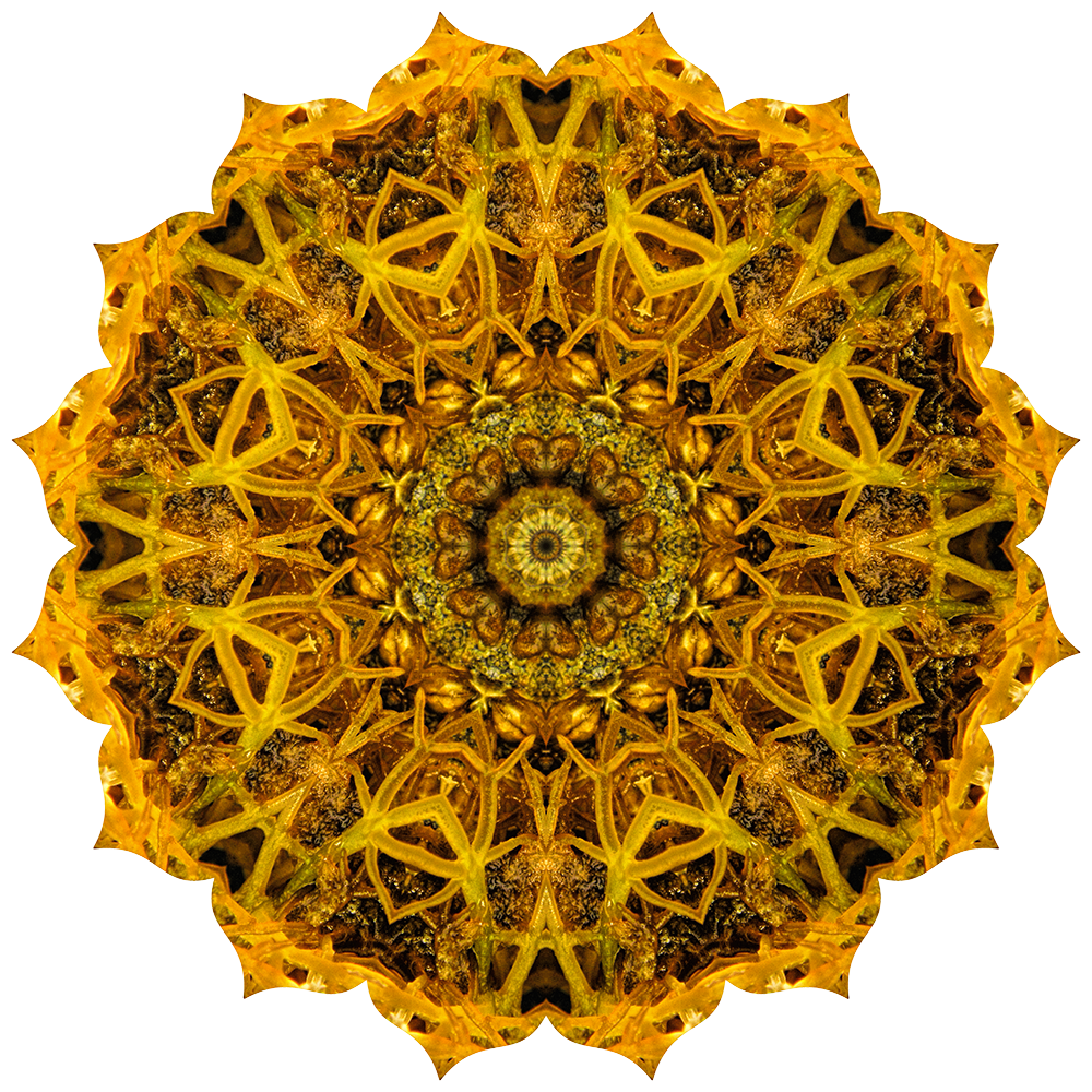 kelp1-4 copy_1000x1000-website.png