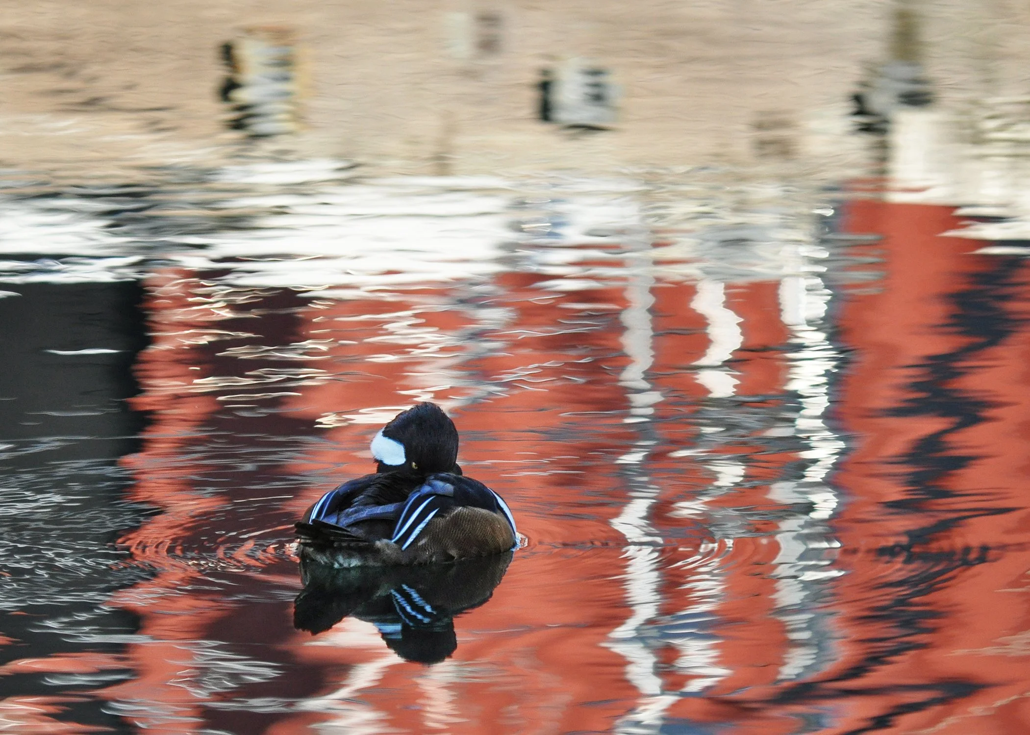 duck floating in water, water graffiti wavy scribbled style reflections, colors of brick red ivory and blacks