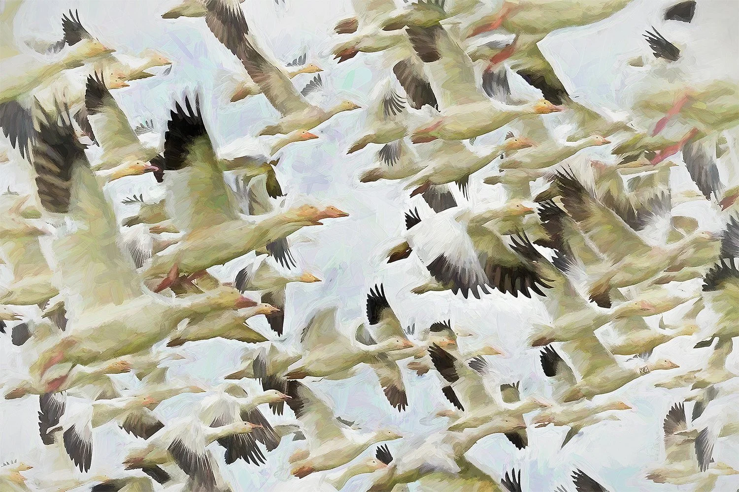 Close-up view of flock of snow geese in flight, colors of ivory black and pale blue