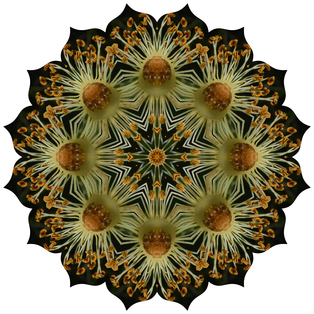berryseeds3-transparent copy-1000x1000.png
