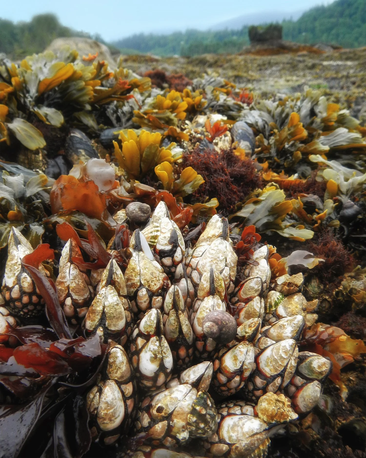 Tidal scene of barnacles and seaweed, with crown shaped rock in the background, colors of reds golds and white