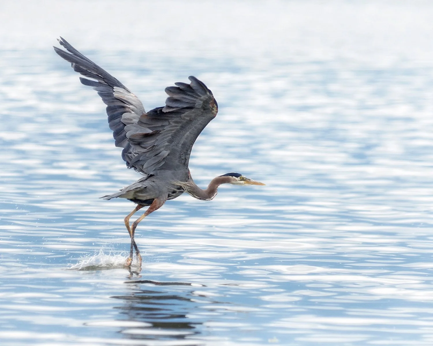 Great blue heron bird in flight with its toes splashing the water, graceful and poetic image in colors of blue and gray with touch of taupe