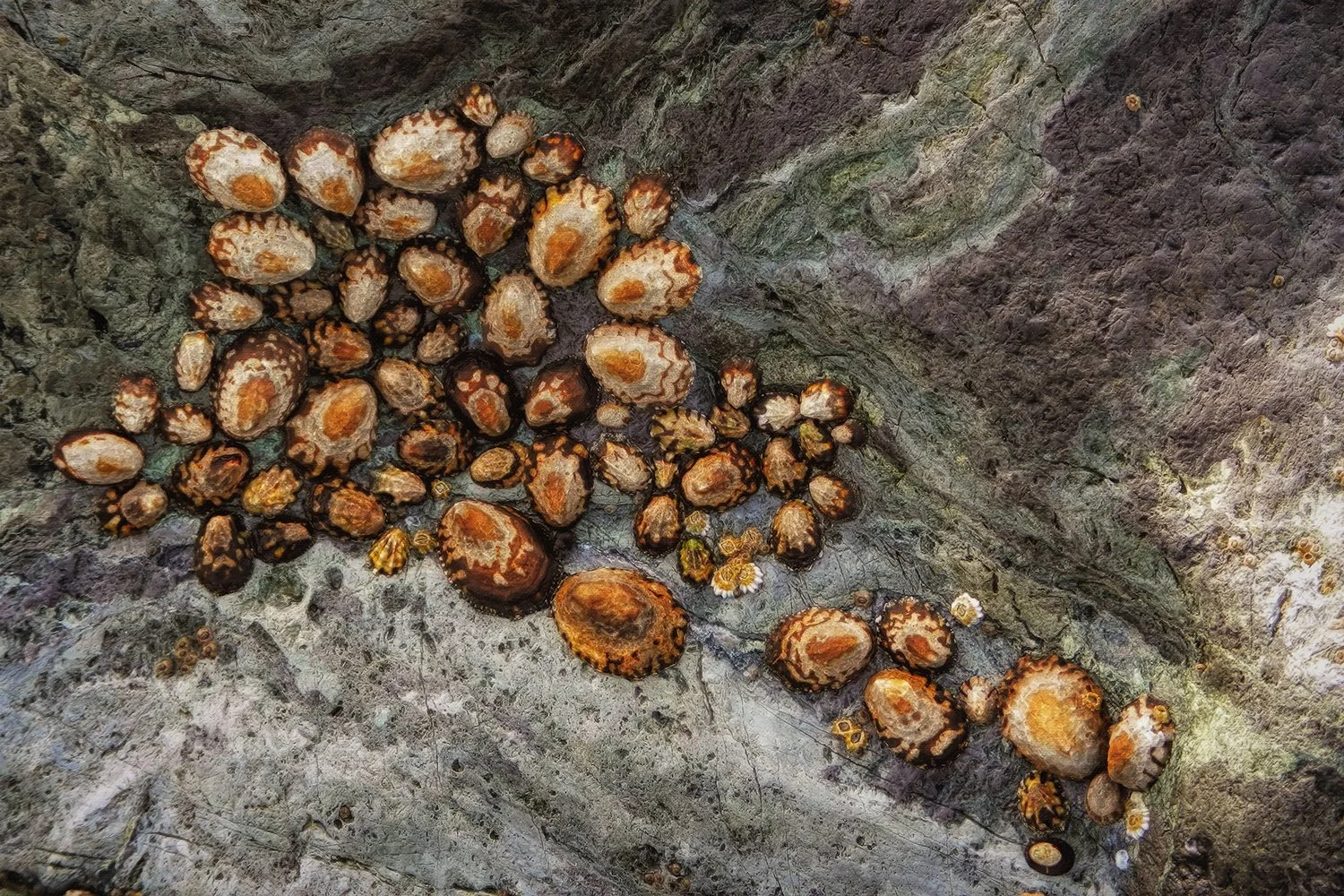 study of brown zigzag patterned limpet shells on gray boulder, abstract seashore scene, colors of brown and gray