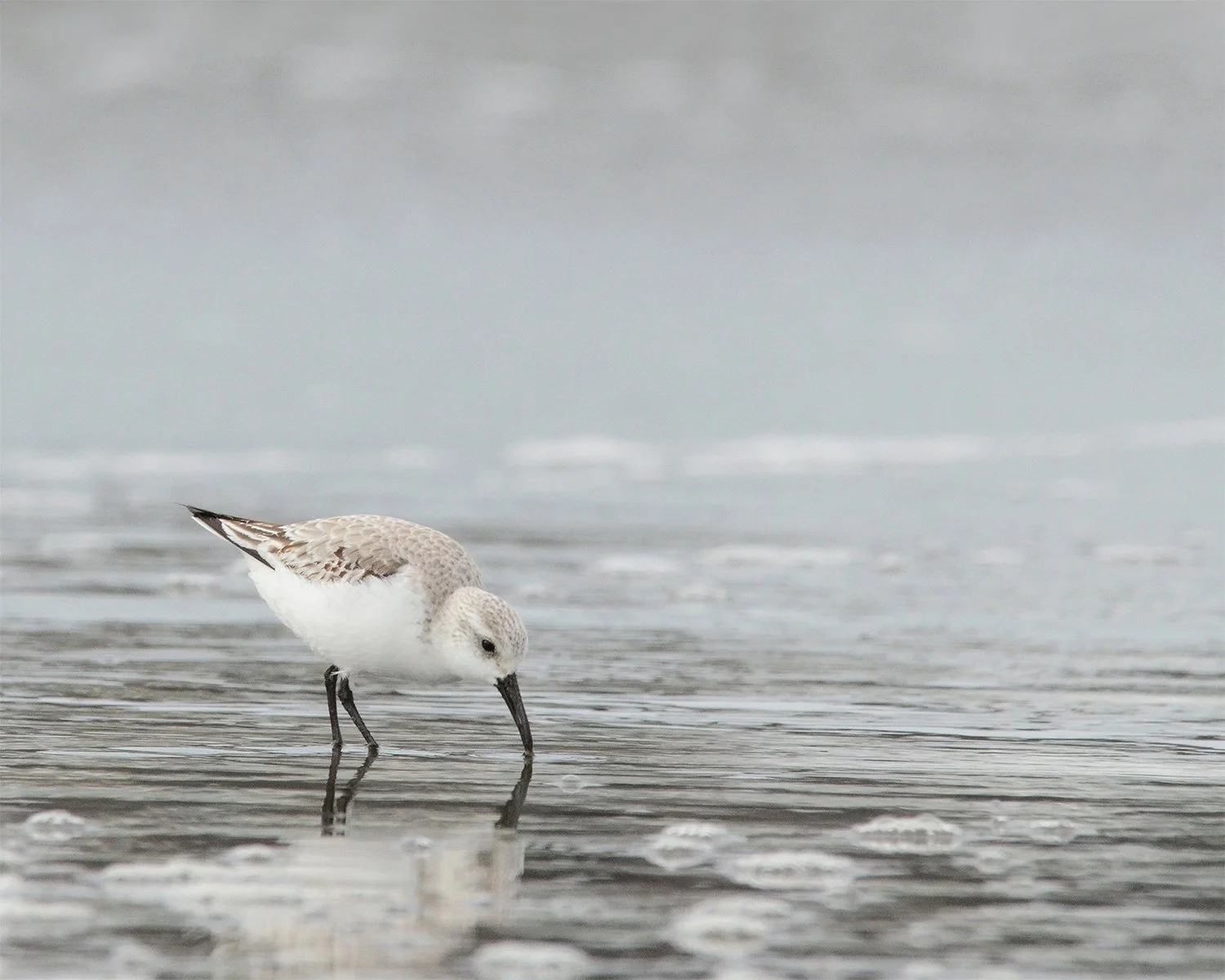 Sandpiper peep bird wading in silvery waters on a cloudy day, mirrored reflection, close-up detail, colors of white gray and silver