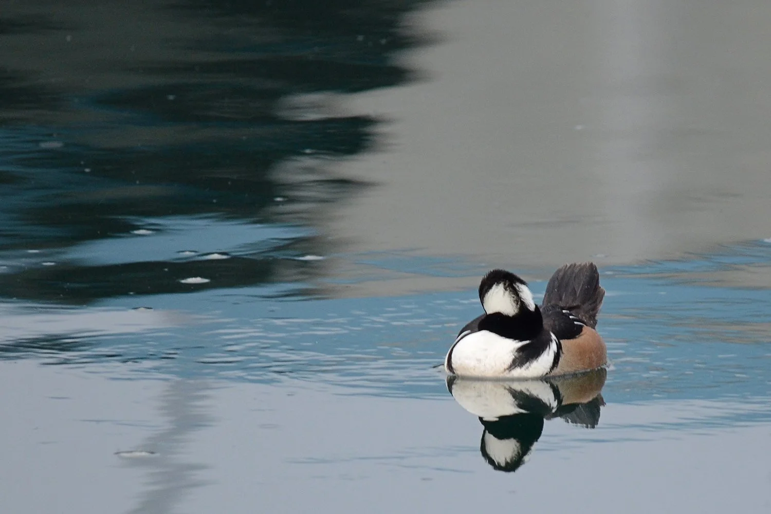 Abstract image of duck floating in water with reflections, colors of white brown black gray blue