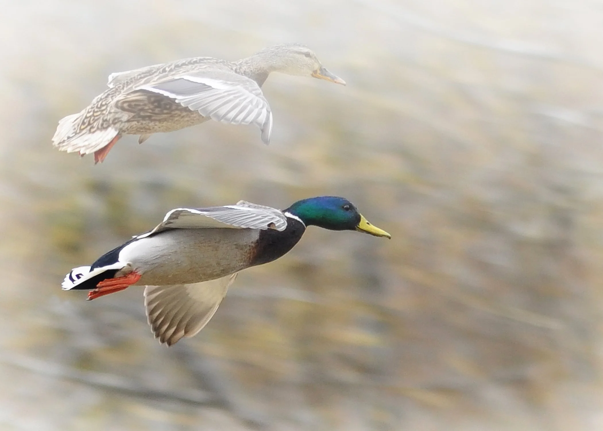 pair of mallard ducks flying in the fog, blurred background of light brown, colors of mallard green and light browns, peaceful and memory evoking nature photo
