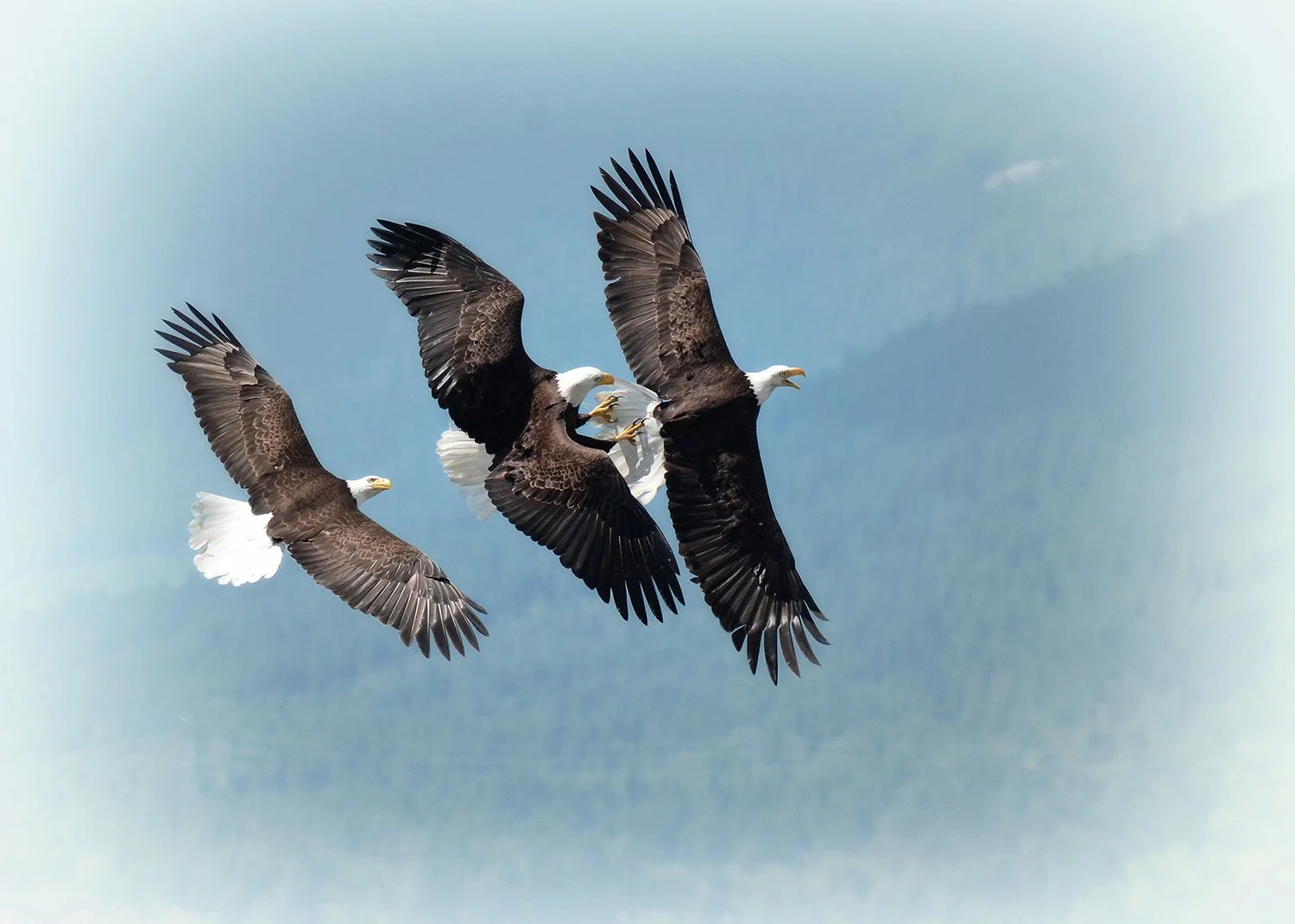 three eagles in a row in flight, middle eagle is grasping the tail of the front eagle with its talons, colors of brown white and blue