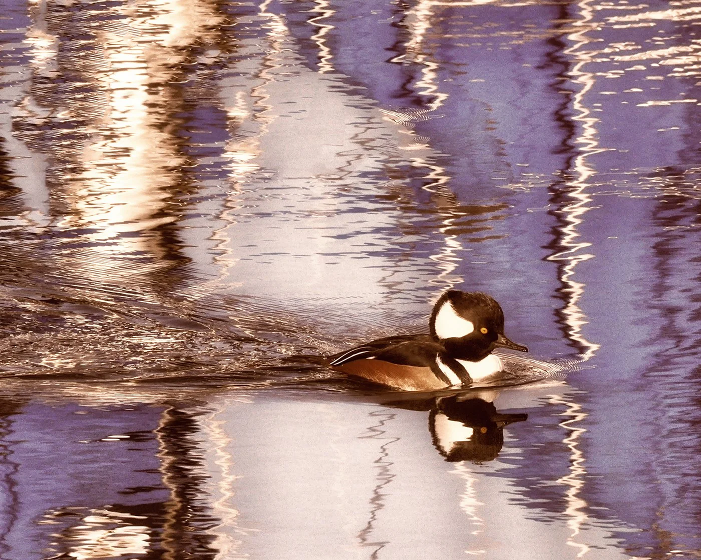 male hooded merganser duck paddling in reflections in water, water graffiti scribbled patterns in colors of orchid purple white and brown