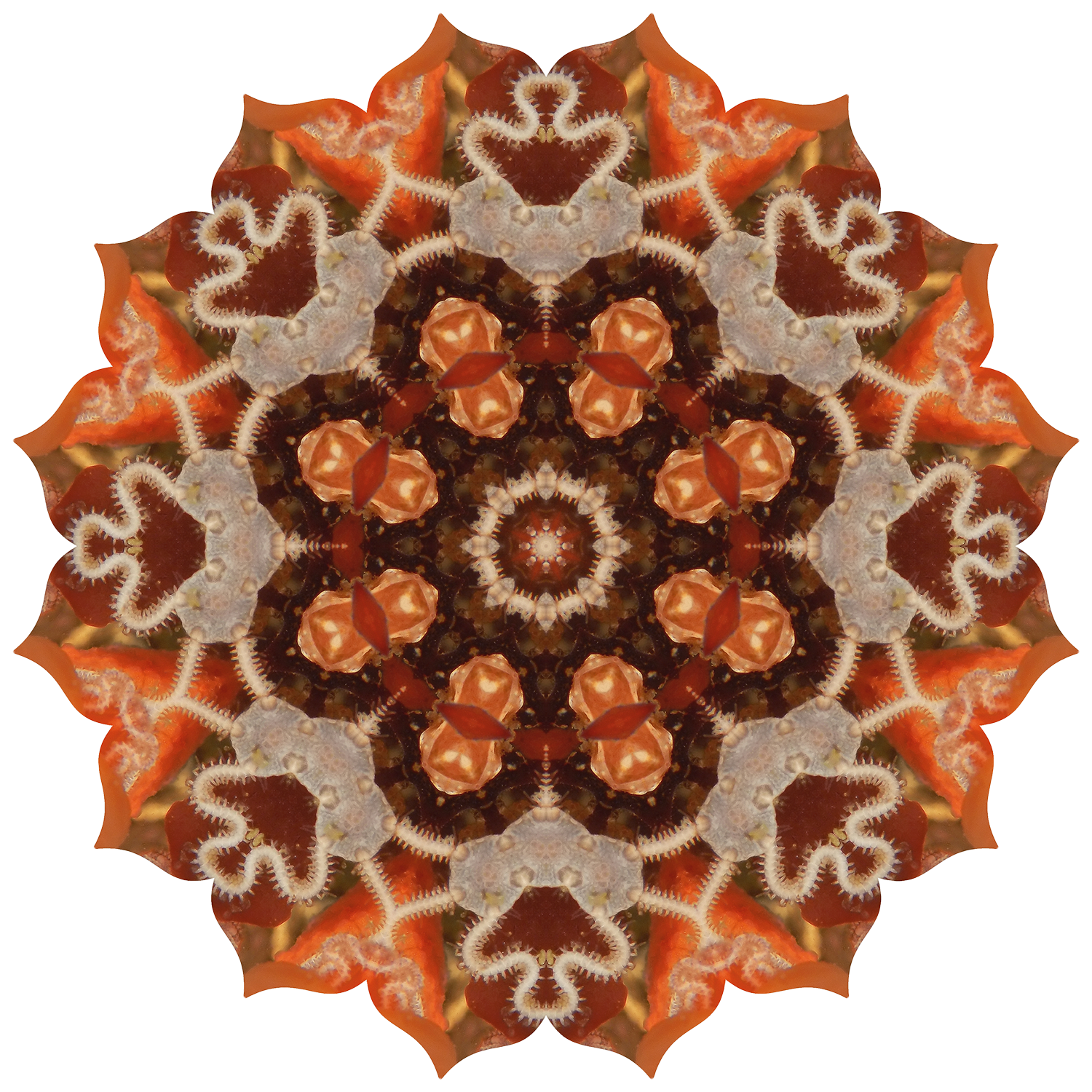 brittlestar26_transparent copy_1500x-website copy.png