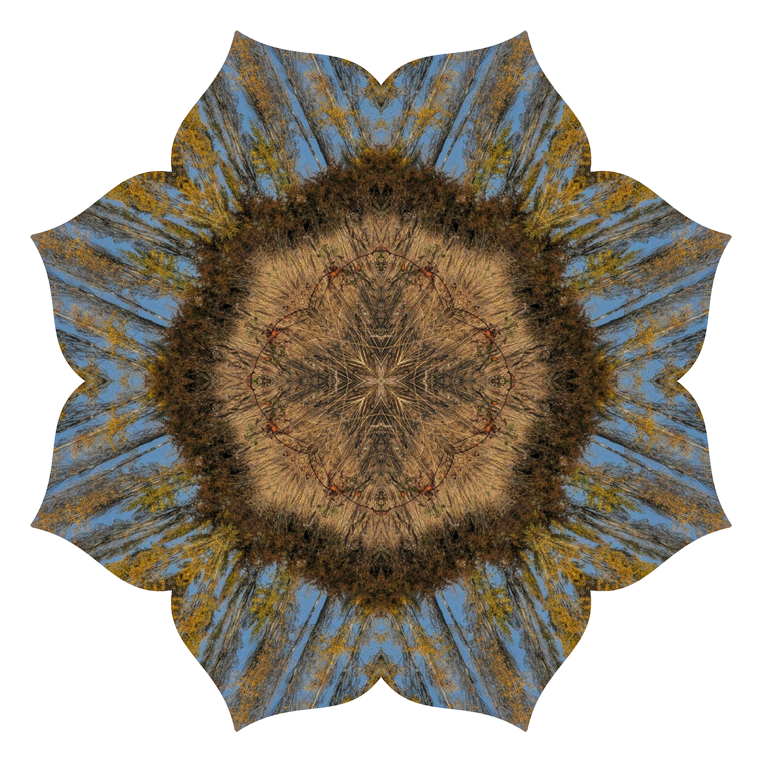 grasses3_transparent copy_1500x-website.png