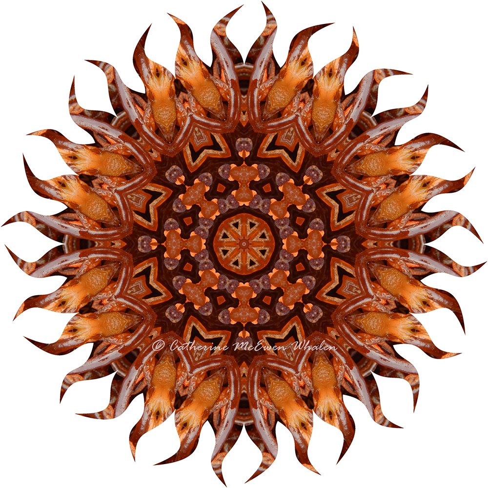 seaweed3966-3-16-FBWeb.jpg