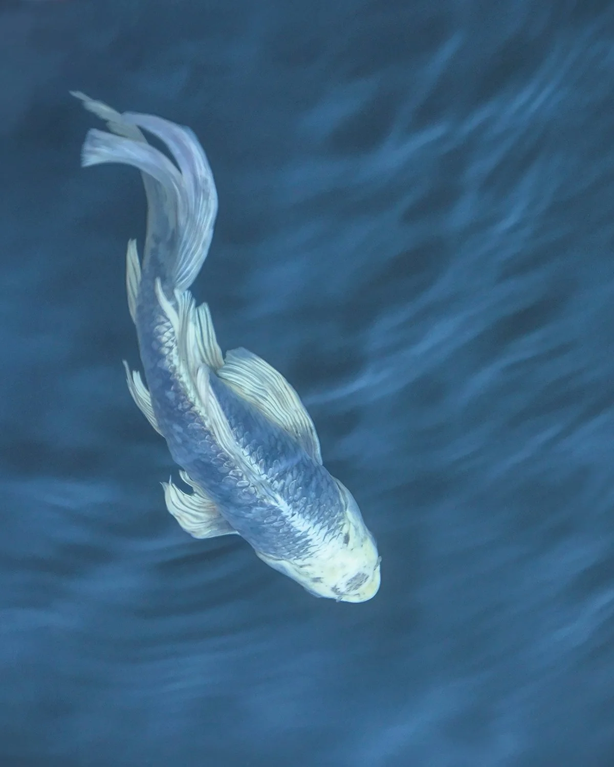 Koi fish swimming in graceful post, overhead perspective, white and grayish blue fish with blue wavy water, poetic image in colors of white and blues