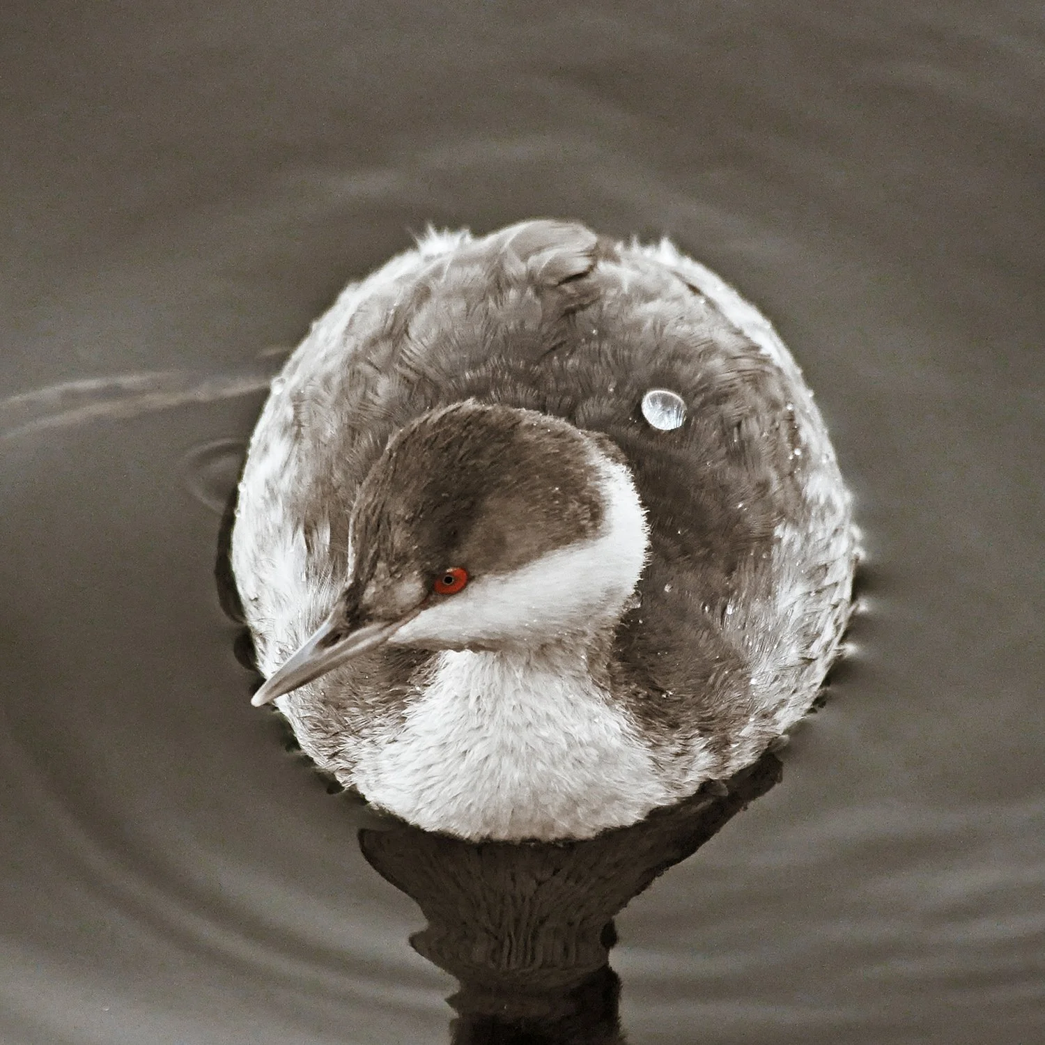Grebe water bird floating in gray water, overhead perspective, water droplet on birds back, colors of white and gray