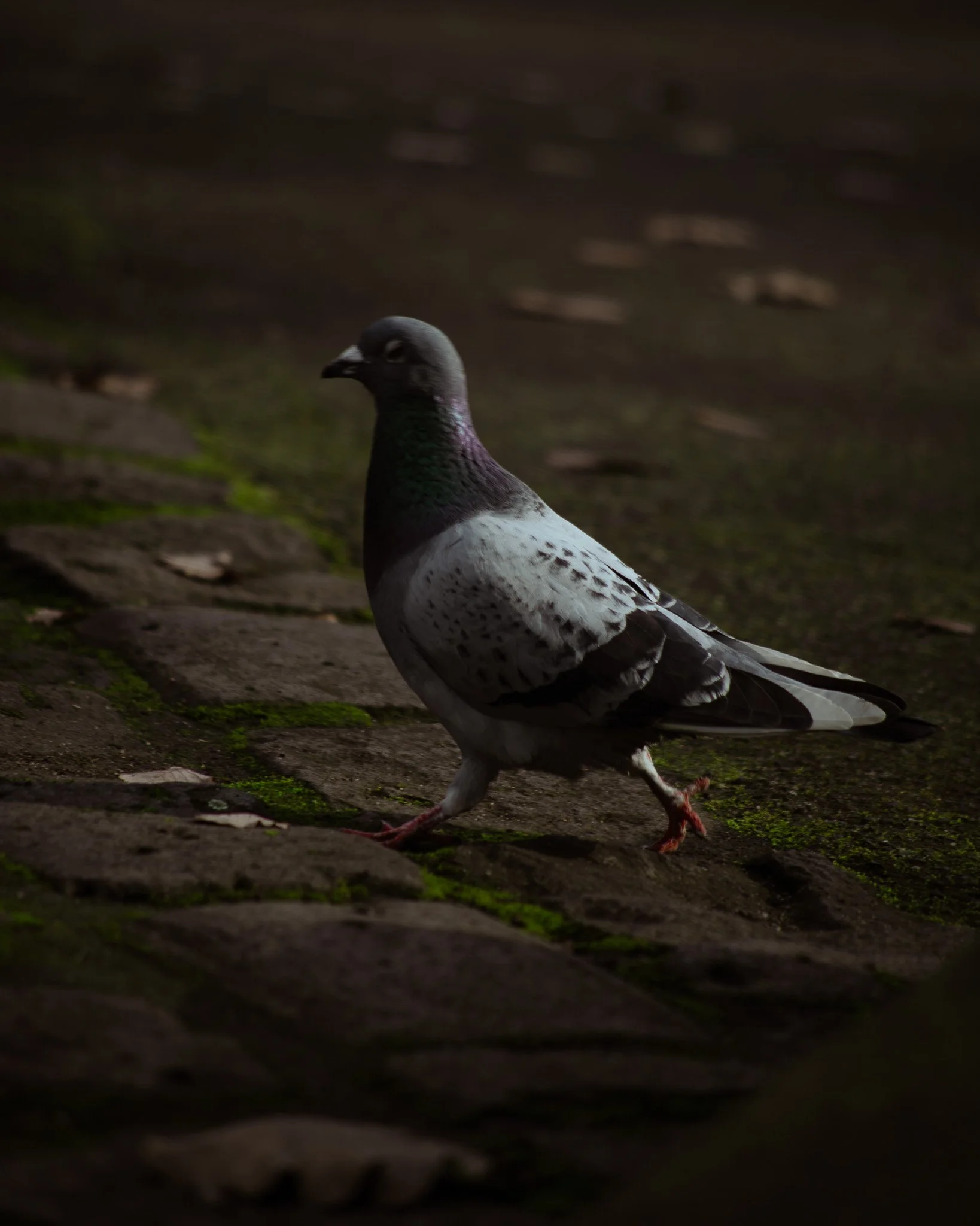 DSC_0483.jpg