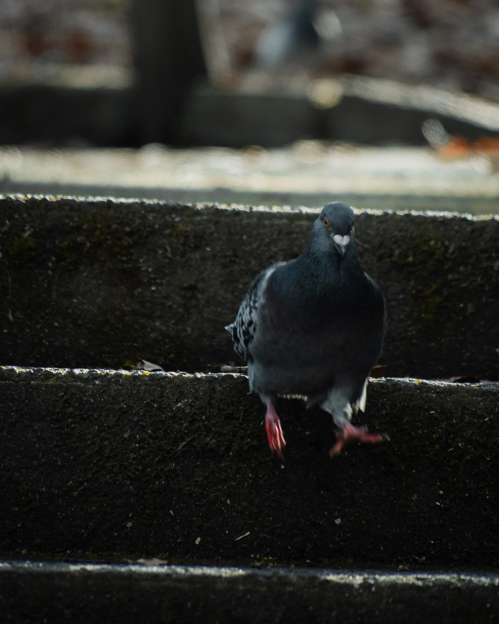 DSC_0537.jpg