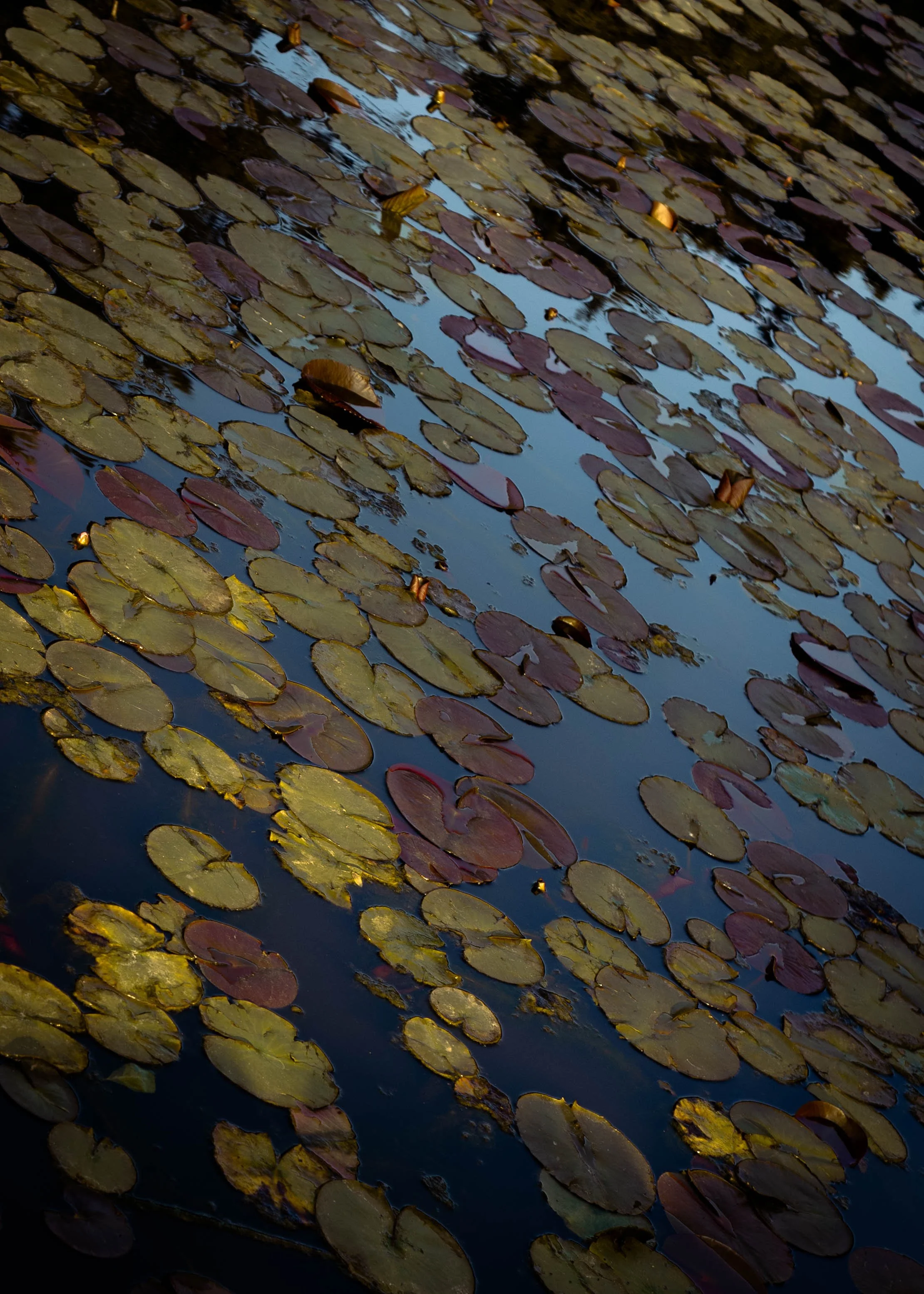 DSC_4873-2.jpg